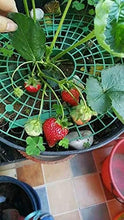 Load image into Gallery viewer, 5 Pack Strawberry Plant Support - Strawberry Growing Racks with 4 Sturdy Legs - Strawberry Growing Frame Keep Berries Clean