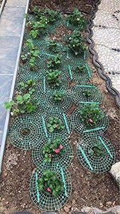 5 Pack Strawberry Plant Support - Strawberry Growing Racks with 4 Sturdy Legs - Strawberry Growing Frame Keep Berries Clean